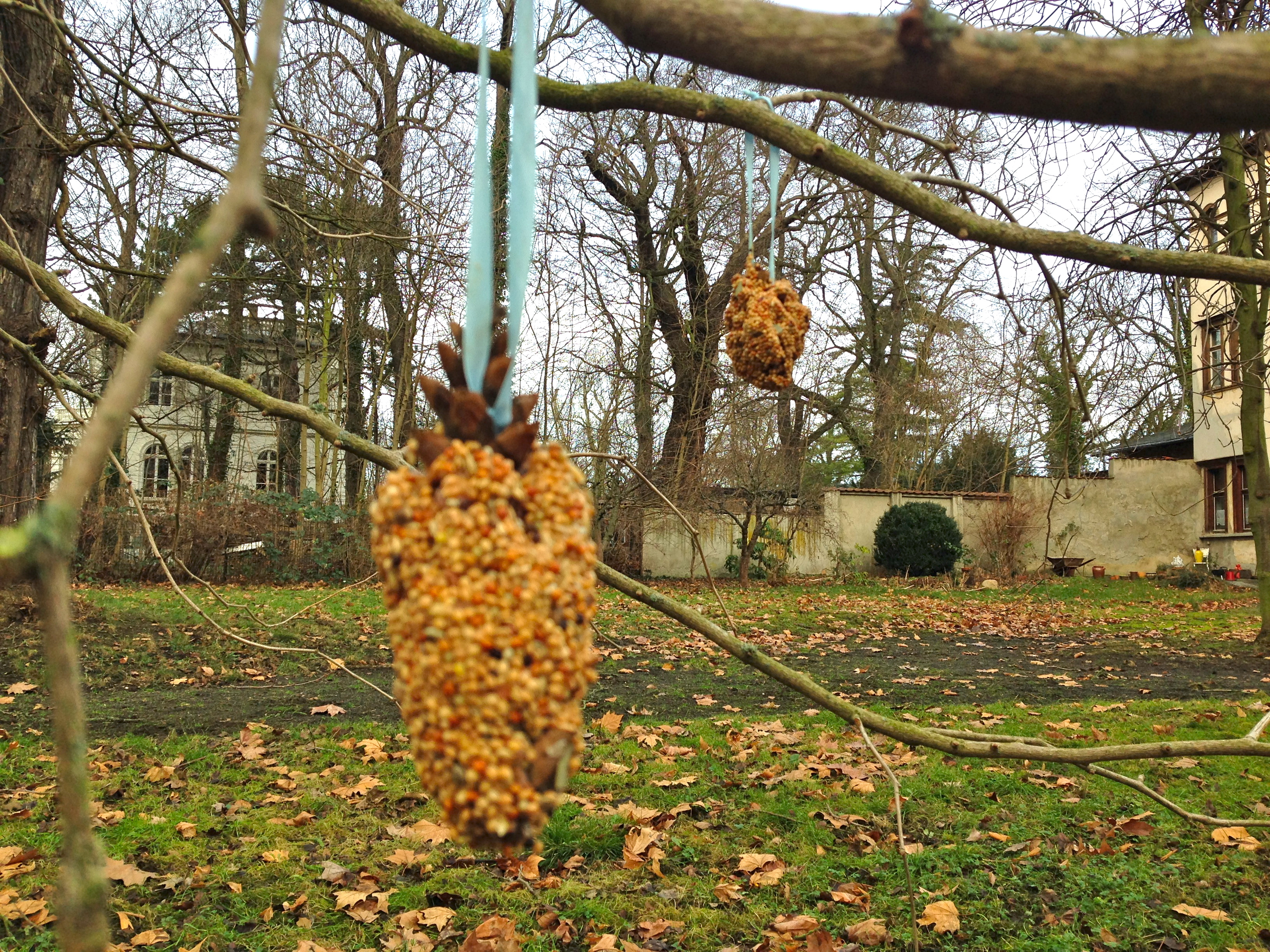 pine cone bird feeder 7
