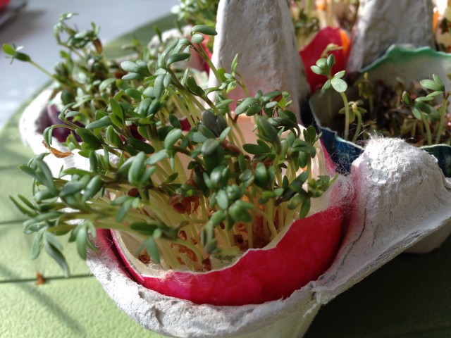 cress eggs day 5 close up