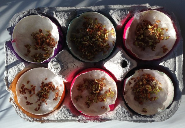 cress eggs day two (2)