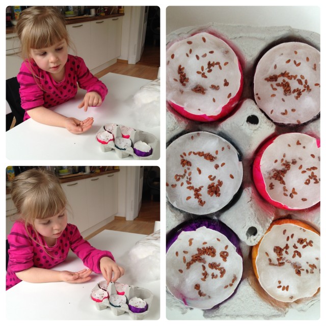 cress eggs seeds_Collage