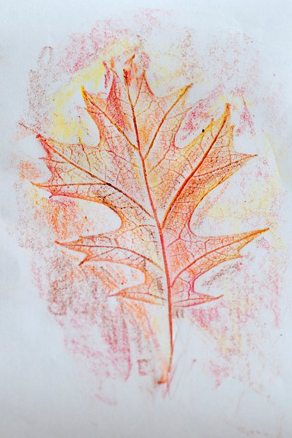 leaf-rubbings