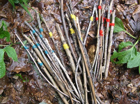 mikado in the woods2