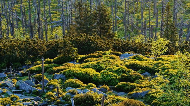 nationalpark-bayerischer-wald